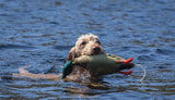 Dokken's Dead Fowl Mallard Drake Dead Fowl Floating Dog Training Dummy with Long Throw Handle