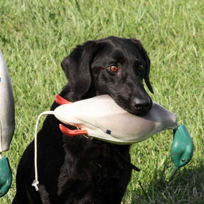 Dokken's Dead Fowl Mallard Drake Dead Fowl Floating Dog Training Dummy with Long Throw Handle