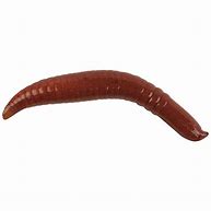 Berkley Gulp!® Floating 1 inch/3cm Pinched Crawler Soft Fishing Bait (14 in a Pack)