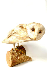 Mounted Barn Owl