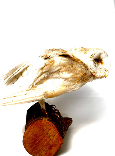Mounted Barn Owl